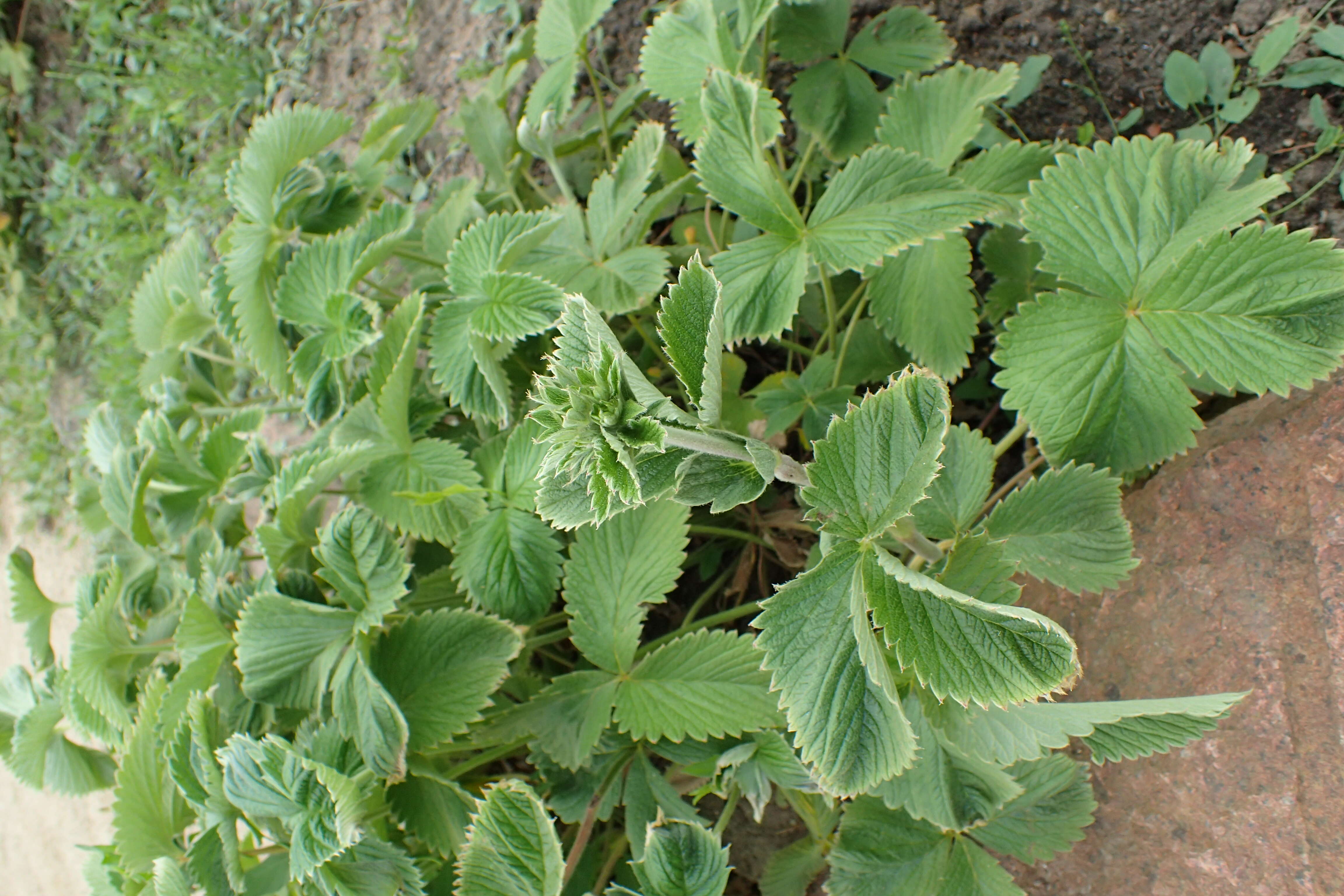 Image of ruby cinquefoil