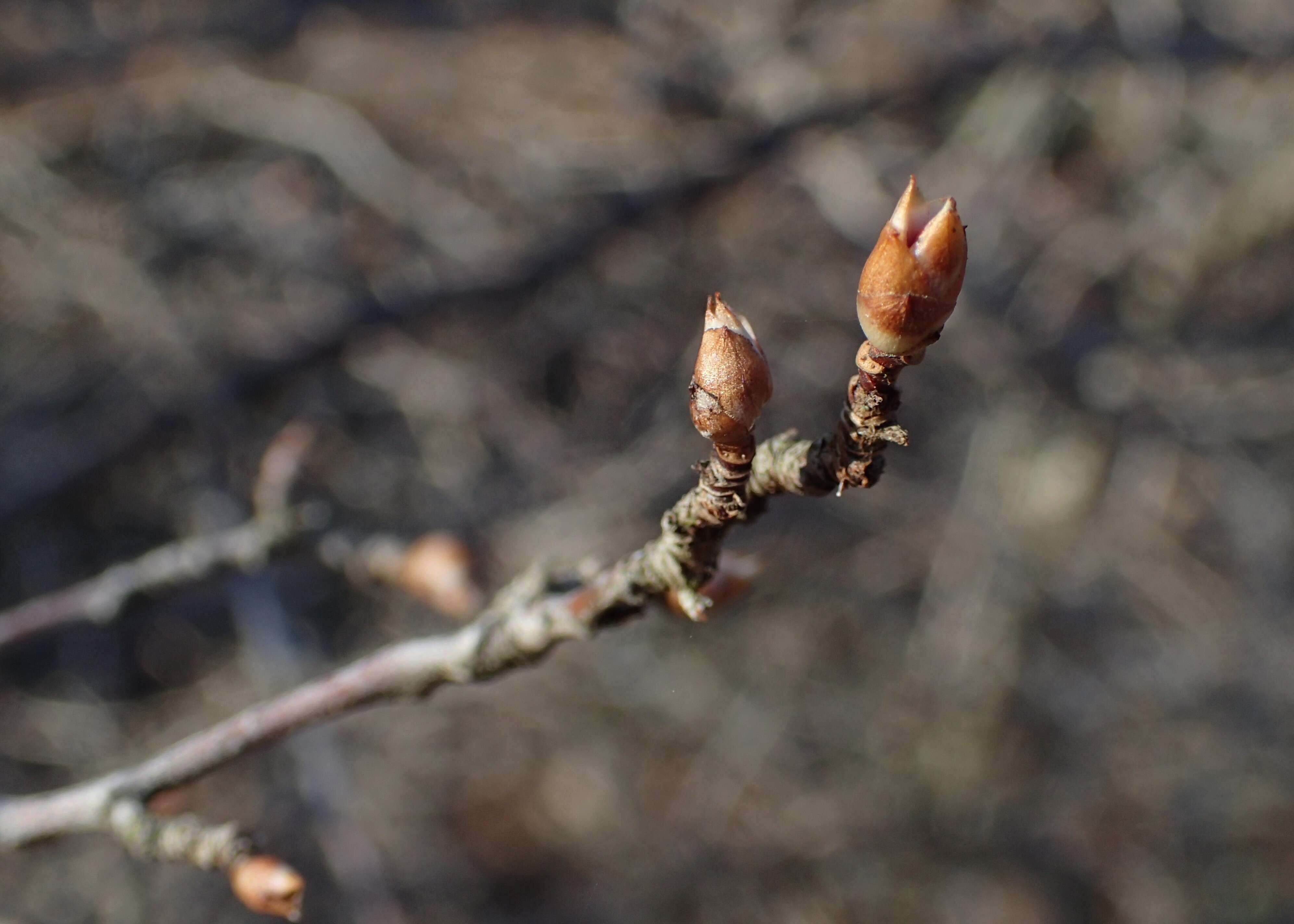 Image of Mountain Currant