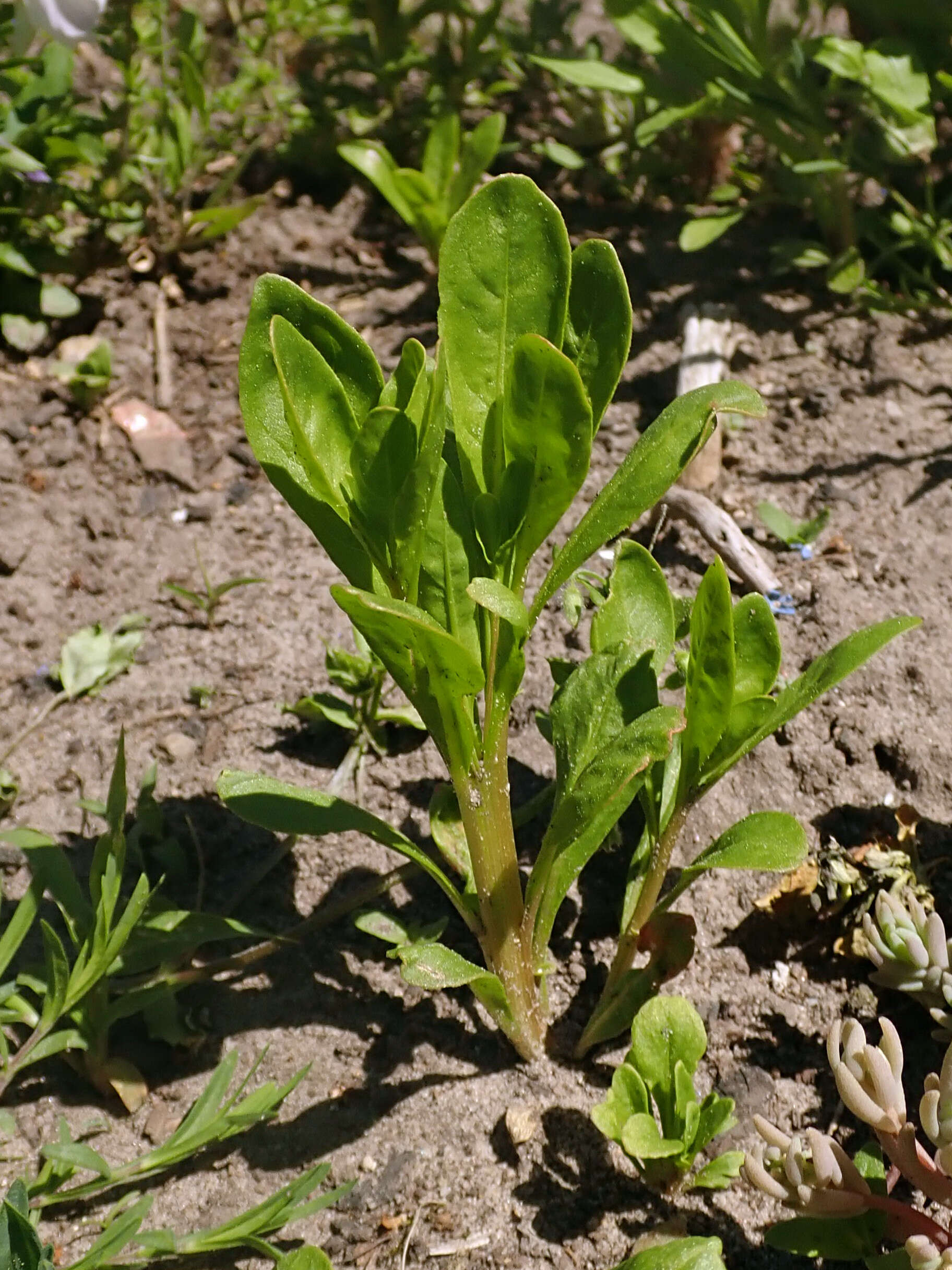 Image of garden mignonette