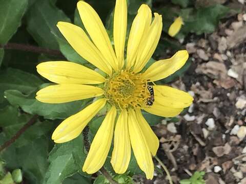 Image de Silphium asteriscus L.