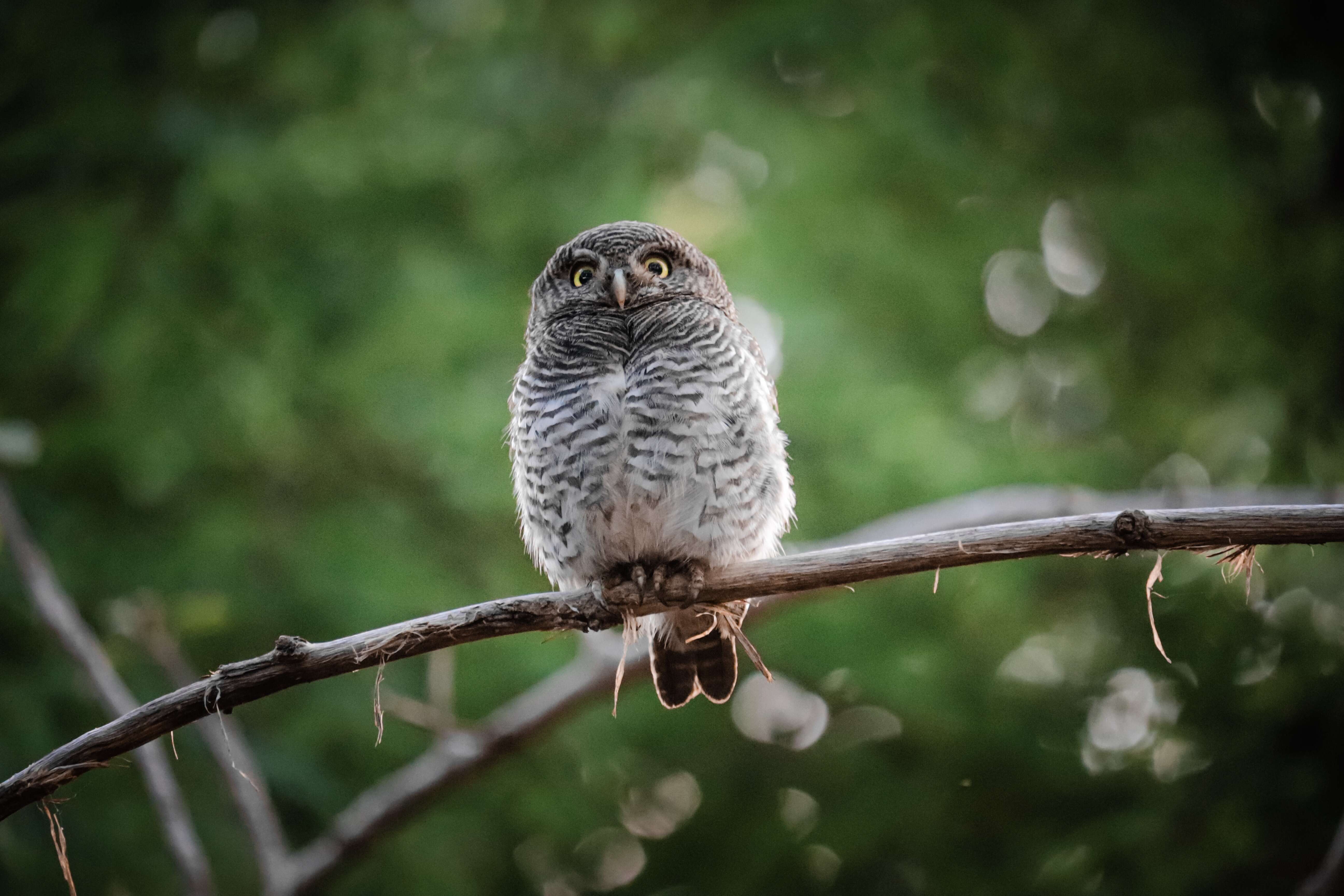 Image of Collared Owlet