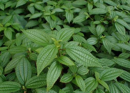 Image of Pilea crassifolia (Willd.) Bl.