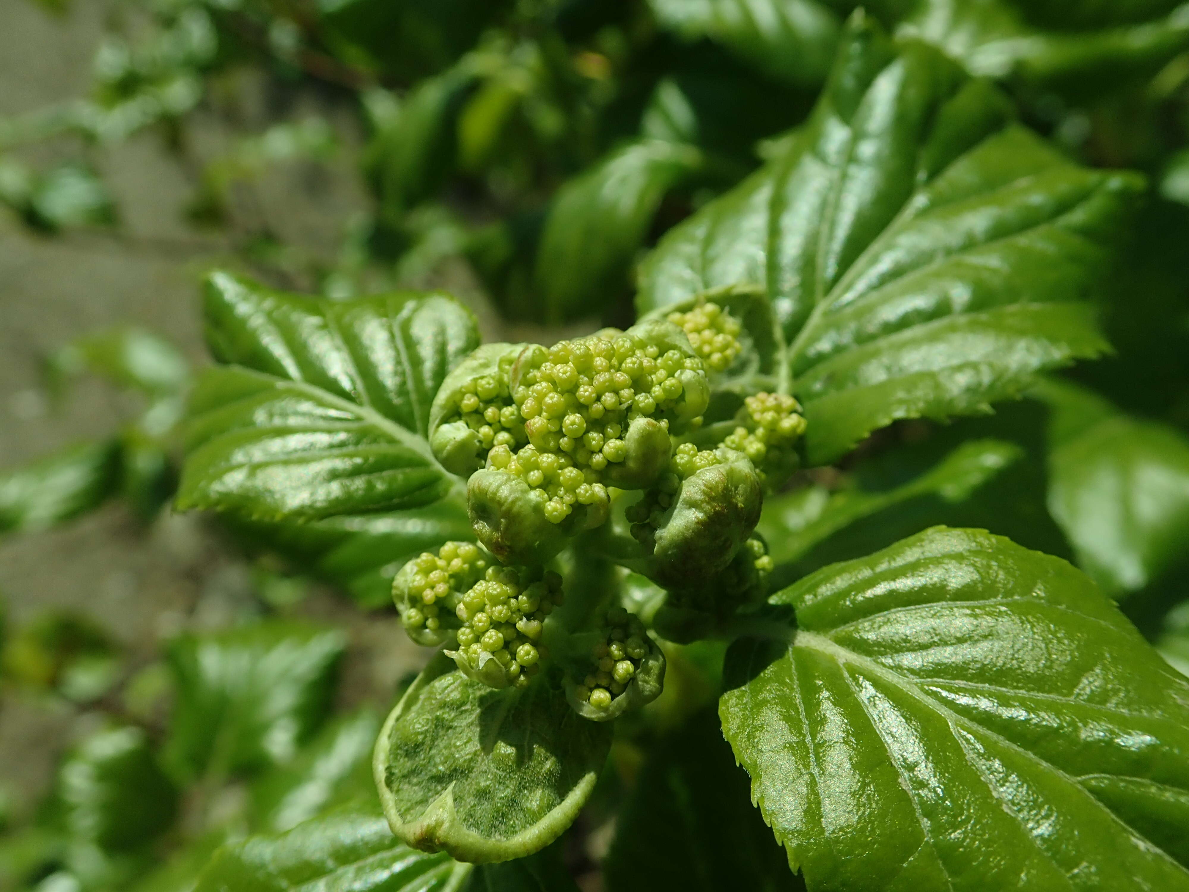 Image of Japanese climbing hydrangea