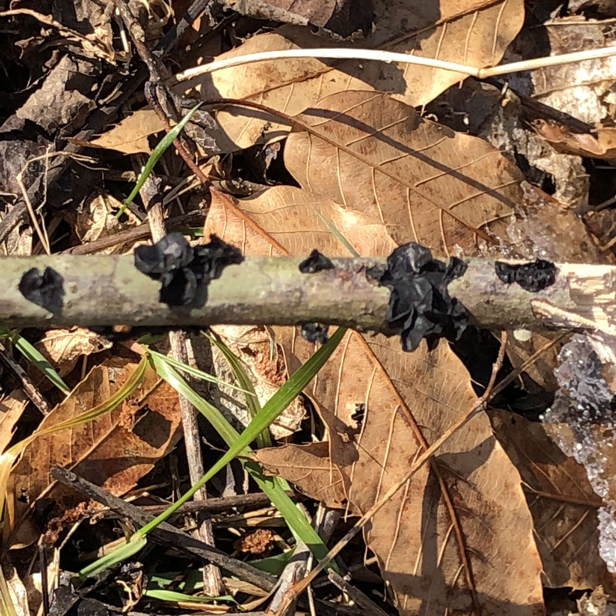 Image of Black Witches' Butter