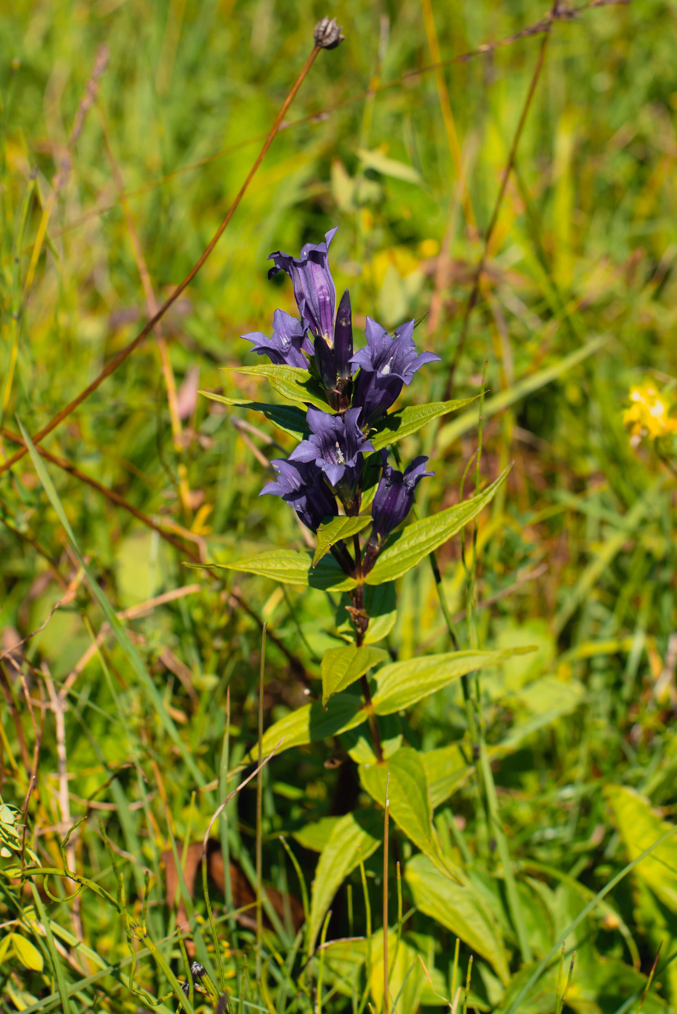 Image of Gentiana asclepiadea L.