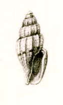 Image of Persicula shepstonensis (E. A. Smith 1906)