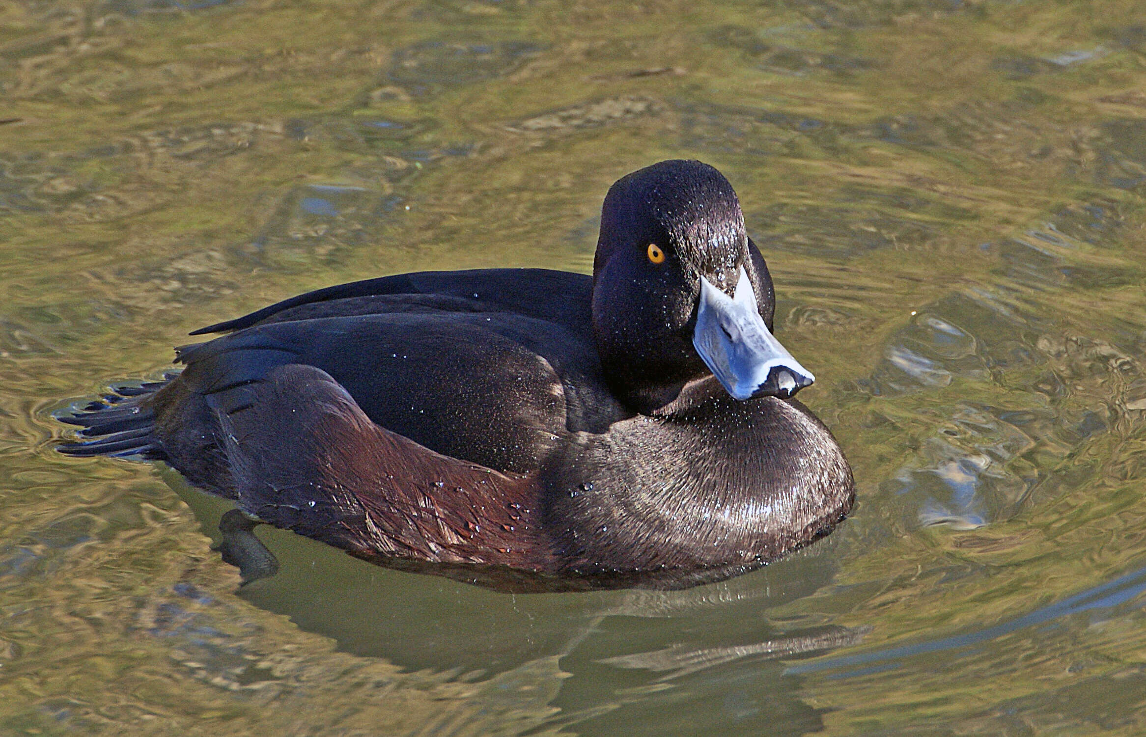 Image of New Zealand Scaup