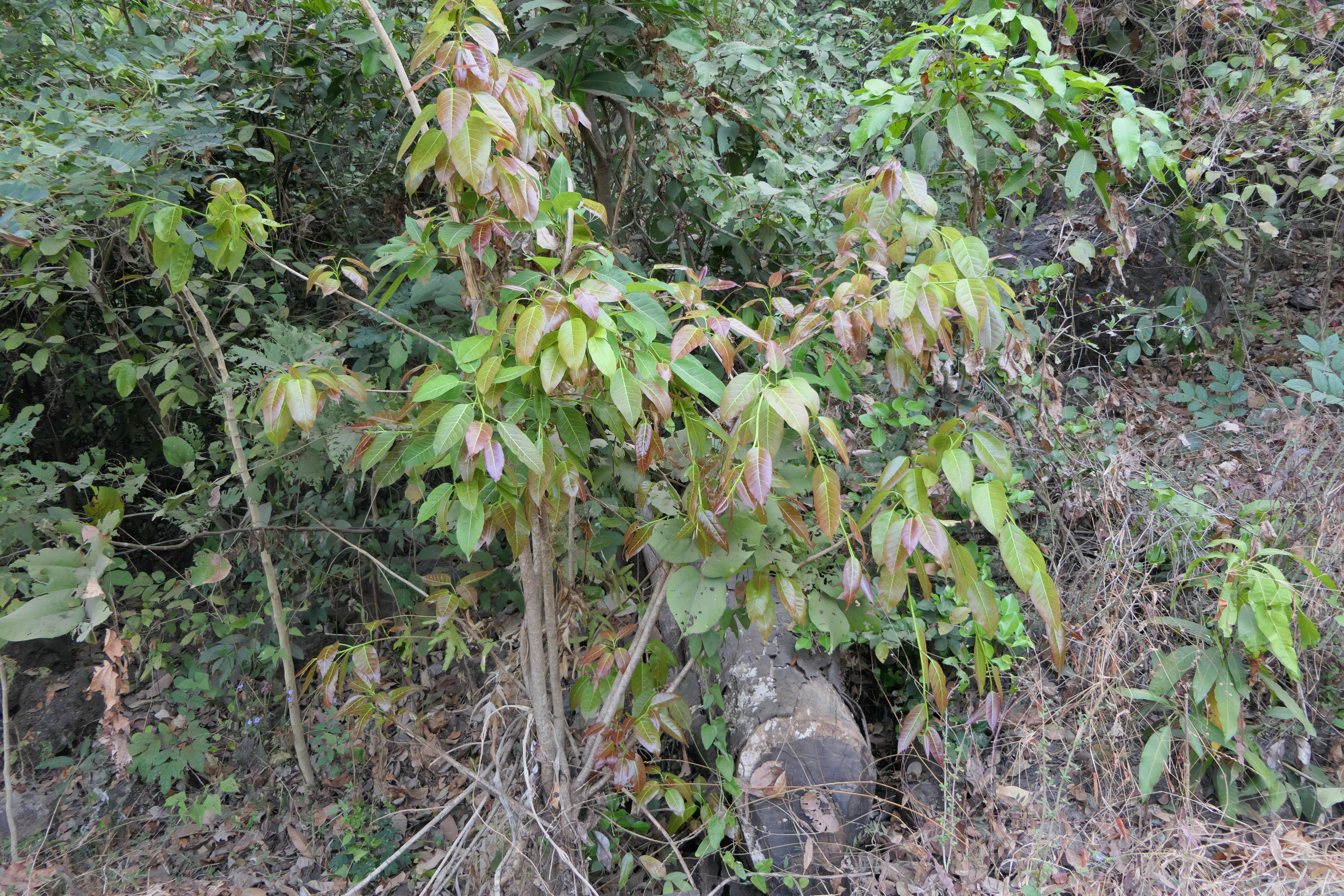 Image of Caroline banyan