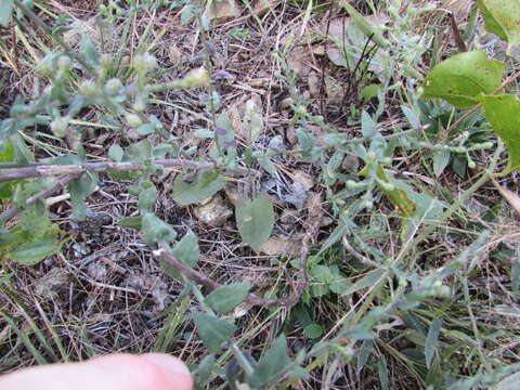 Image of wavyleaf aster