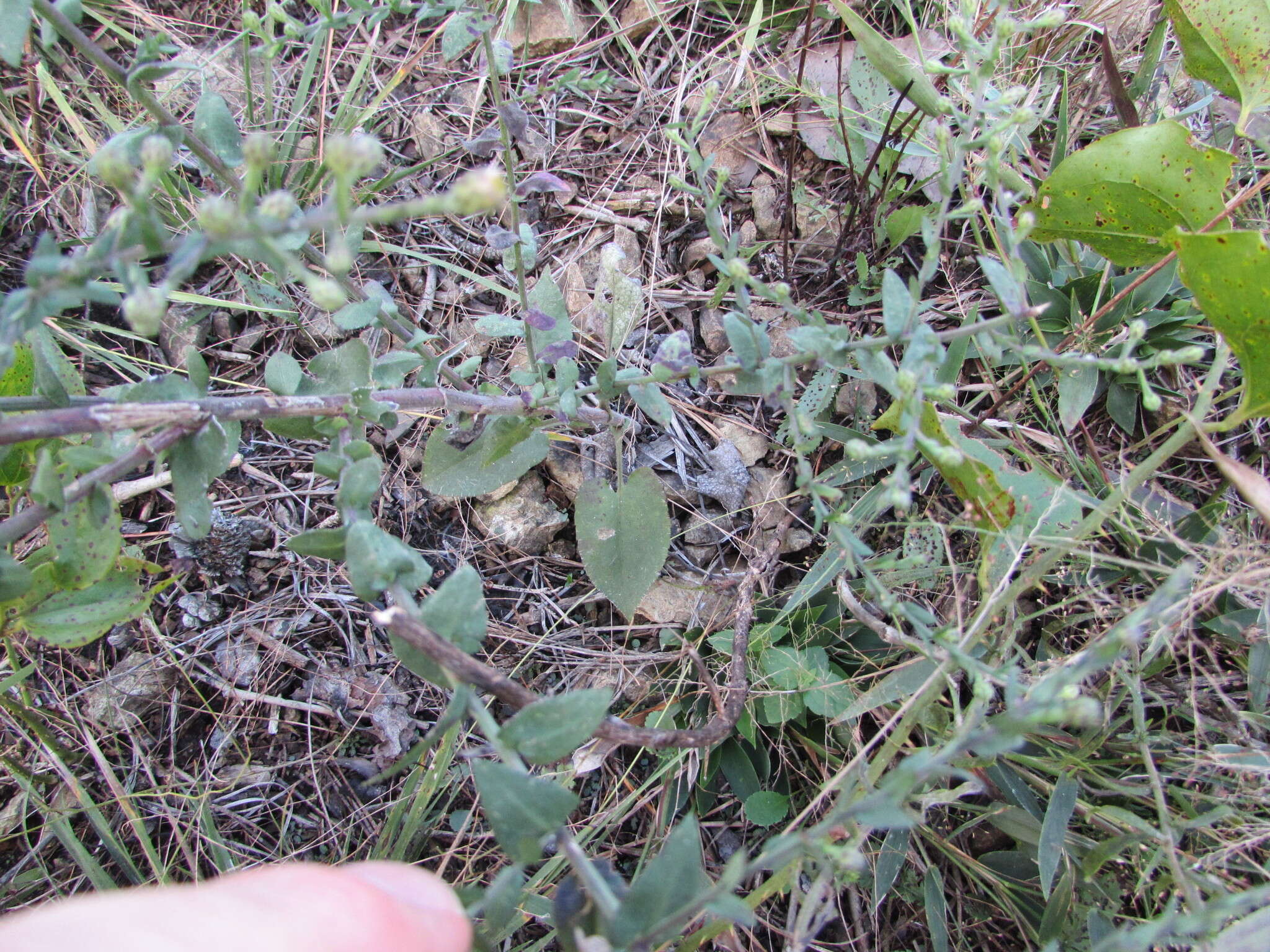 Image of wavyleaf aster