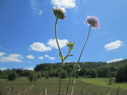 Слика од Knautia arvensis (L.) Coulter