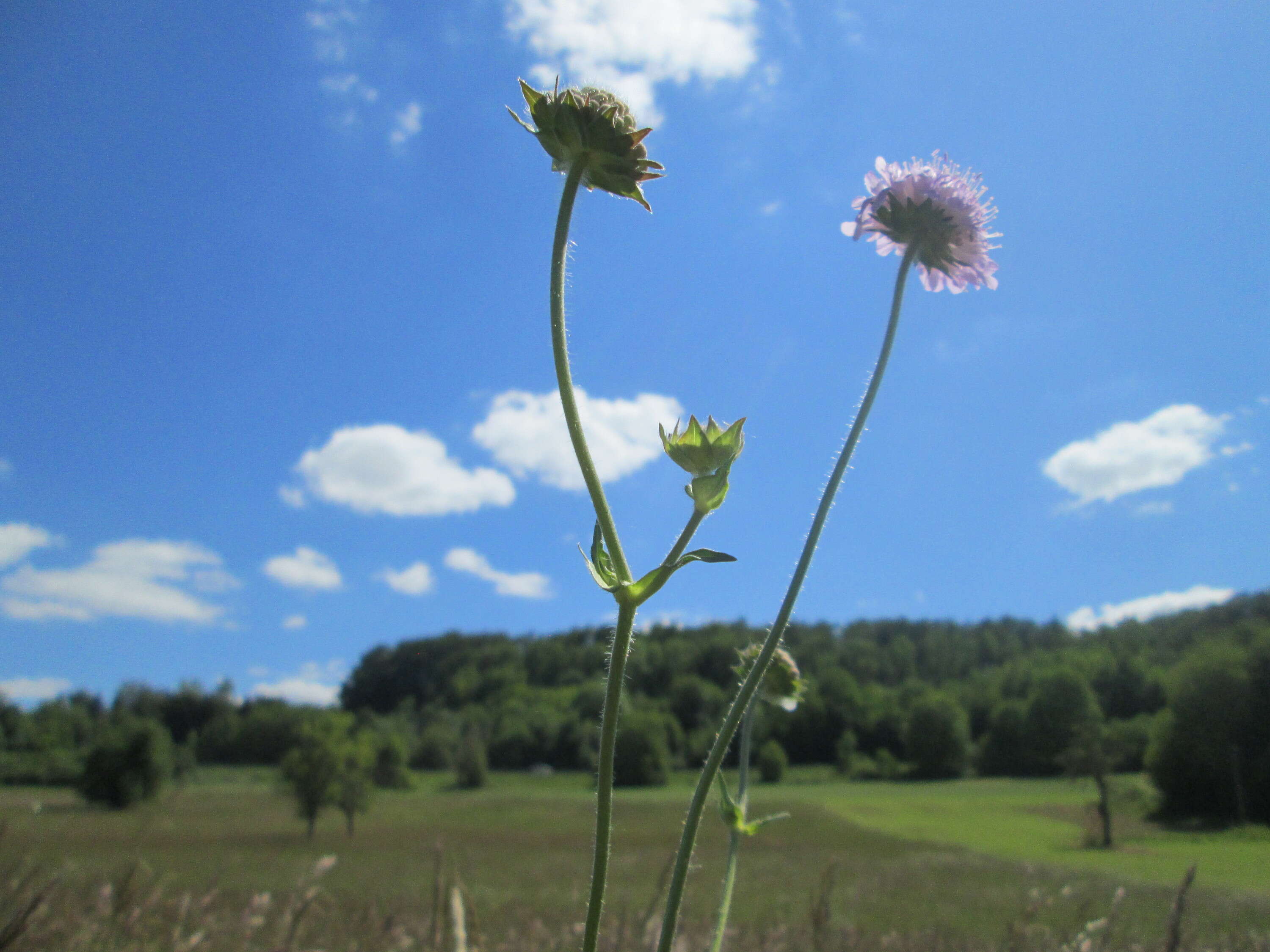 Слика од Knautia arvensis (L.) Coulter