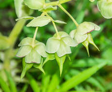 Image of Stinking Hellebore