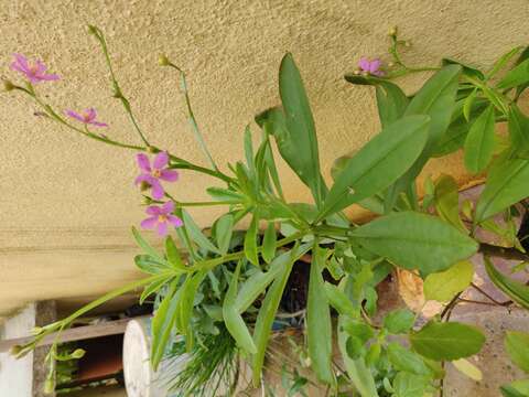 Image of Ceylon spinach