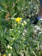 Image of sea aster