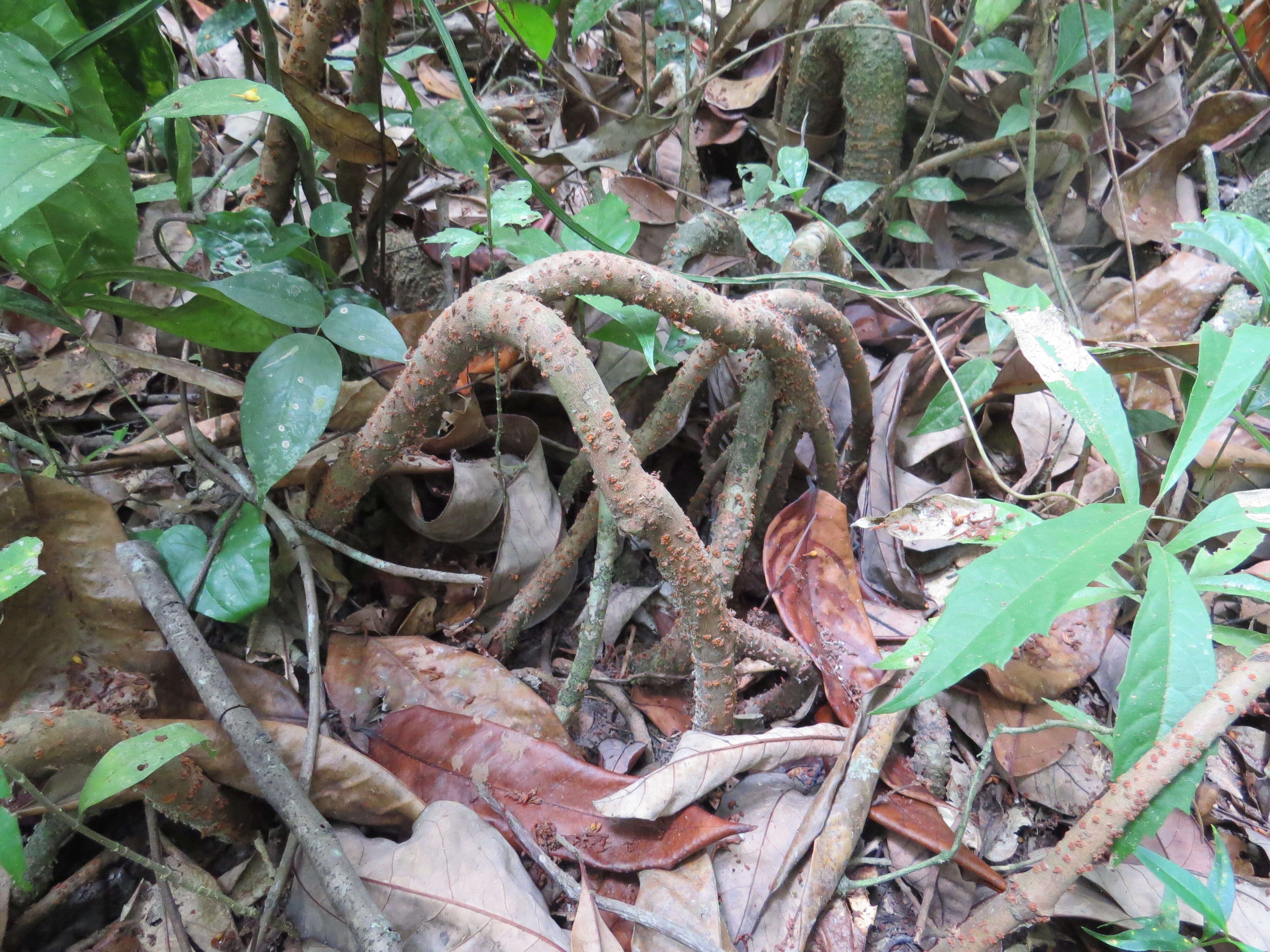 Image of Gymnacranthera canarica (Bedd. ex King) Warb.