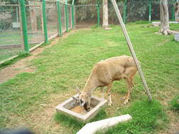 Image of North Andean Deer