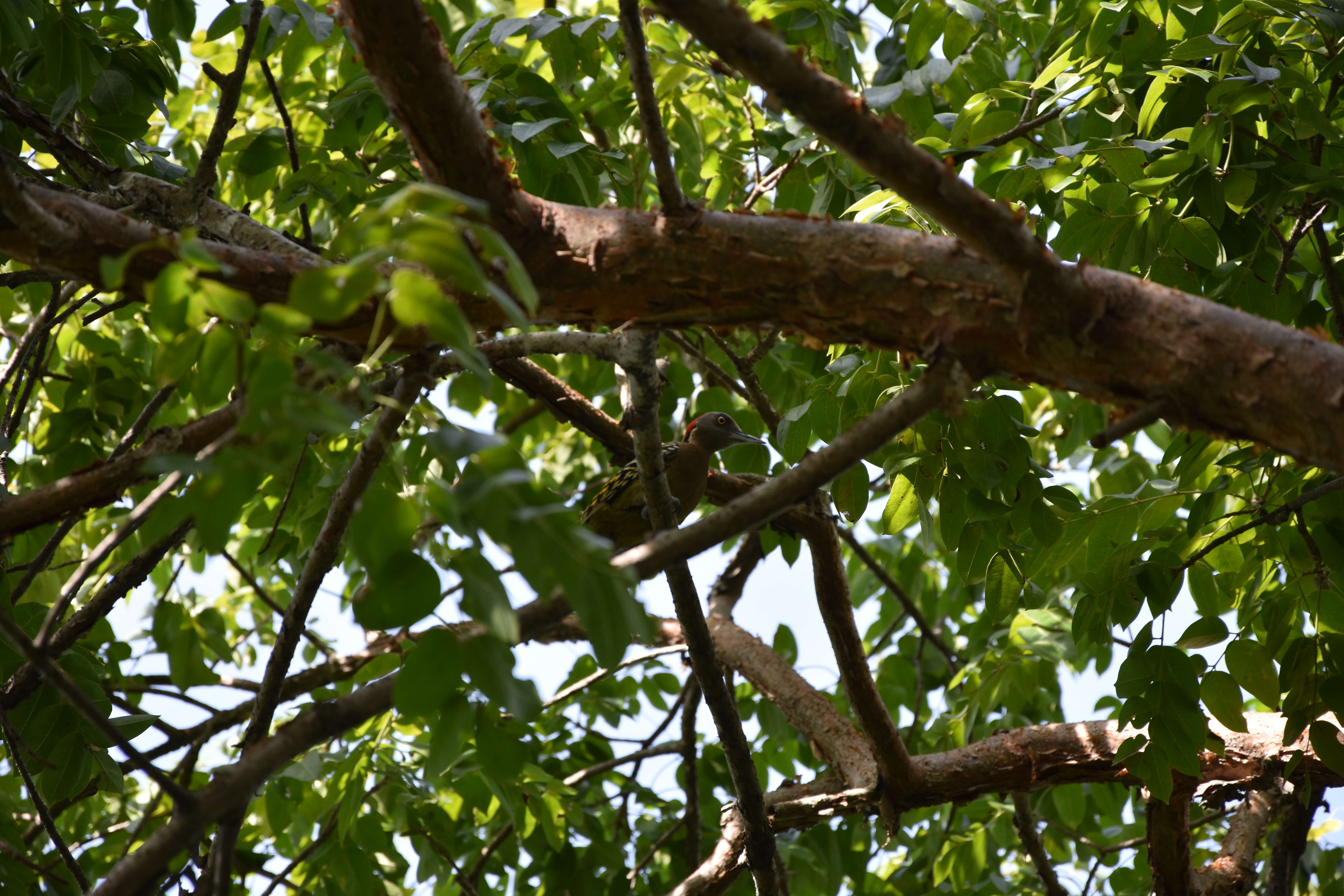 Image of Hispaniolan Woodpecker