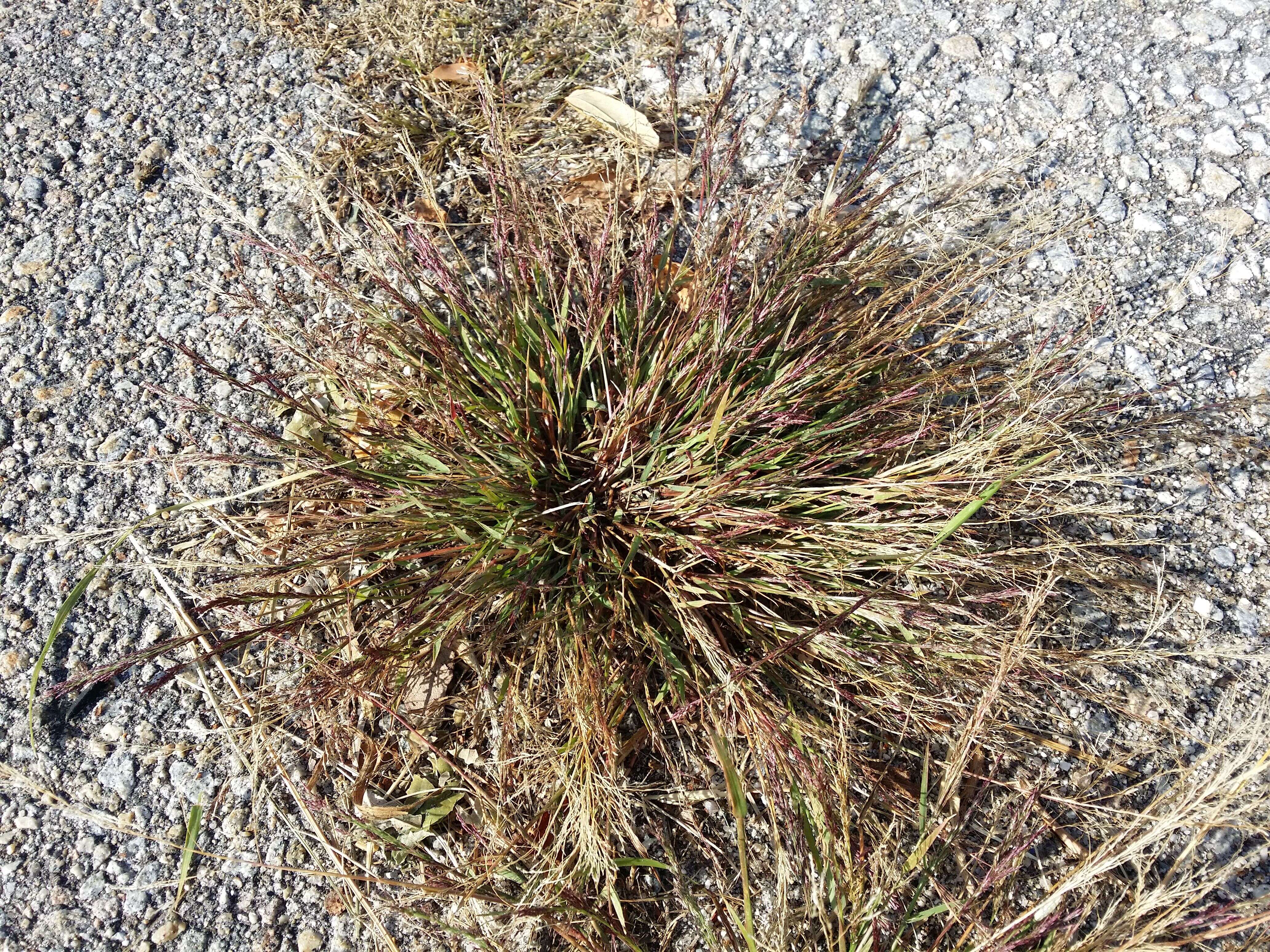 Image of Indian lovegrass