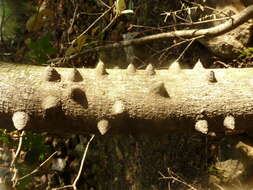 Image of Small knobwood