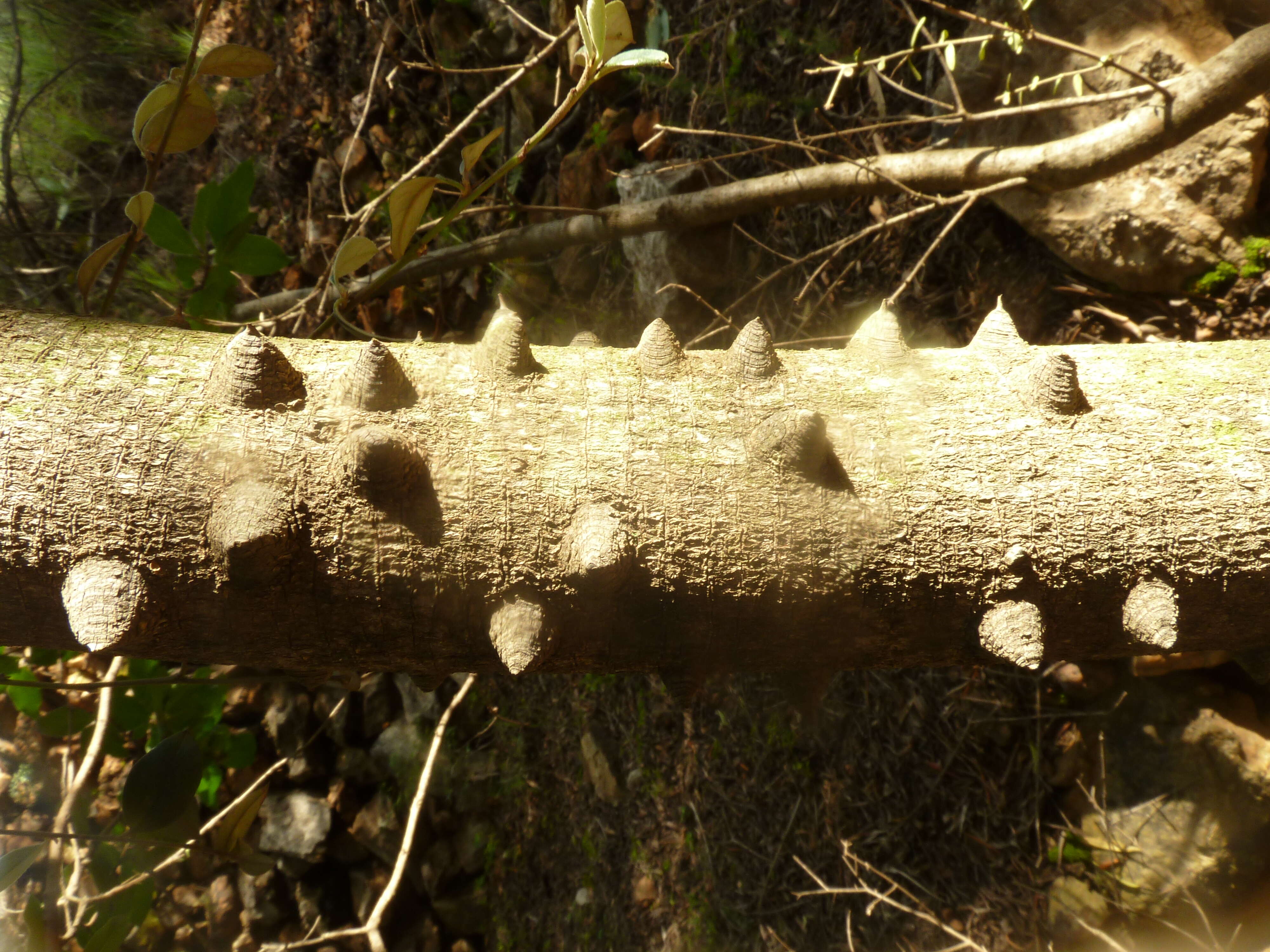 Zanthoxylum capense (Thunb.) Harv. resmi