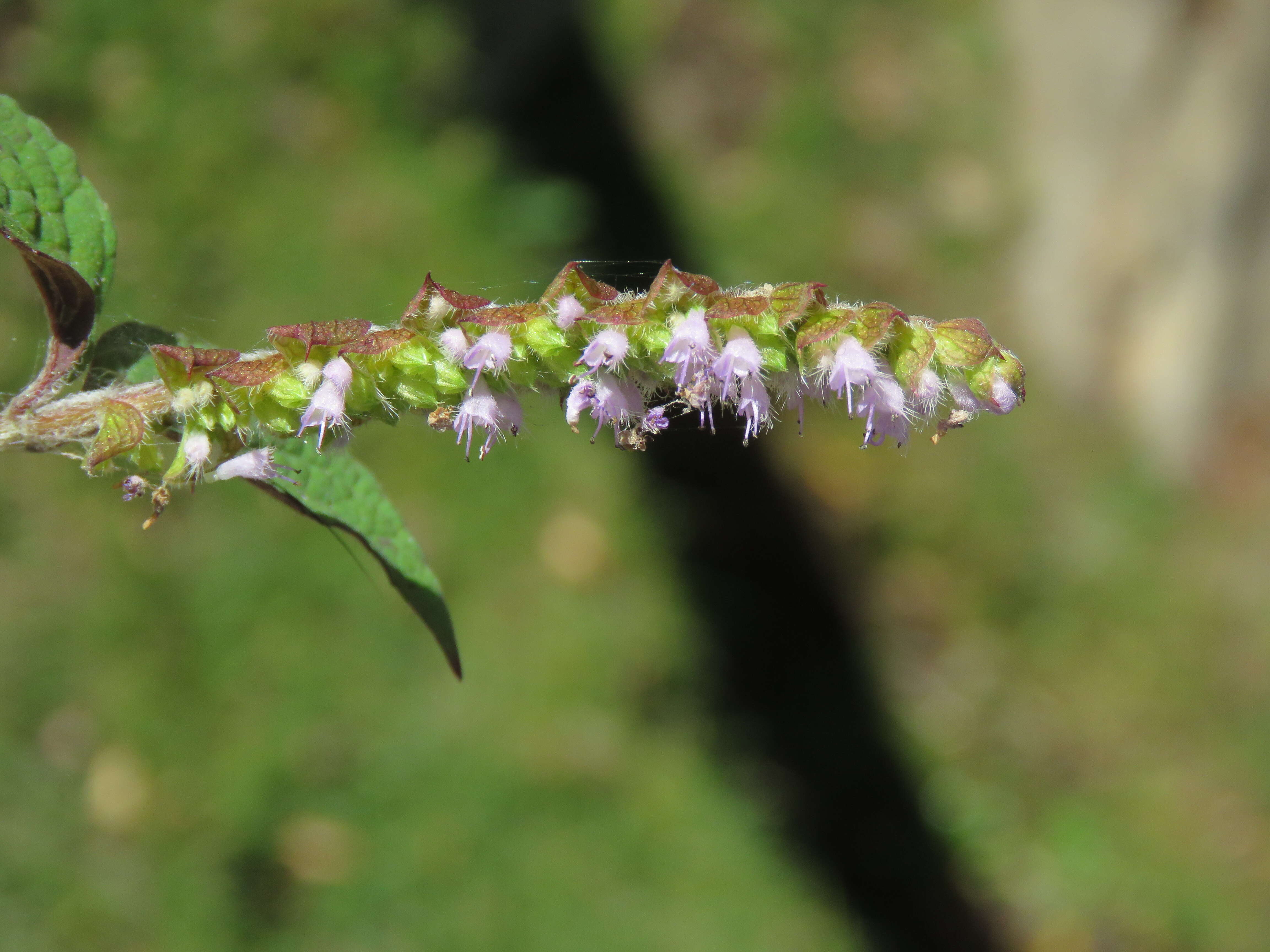 Слика од Elsholtzia ciliata (Thunb.) Hyl.