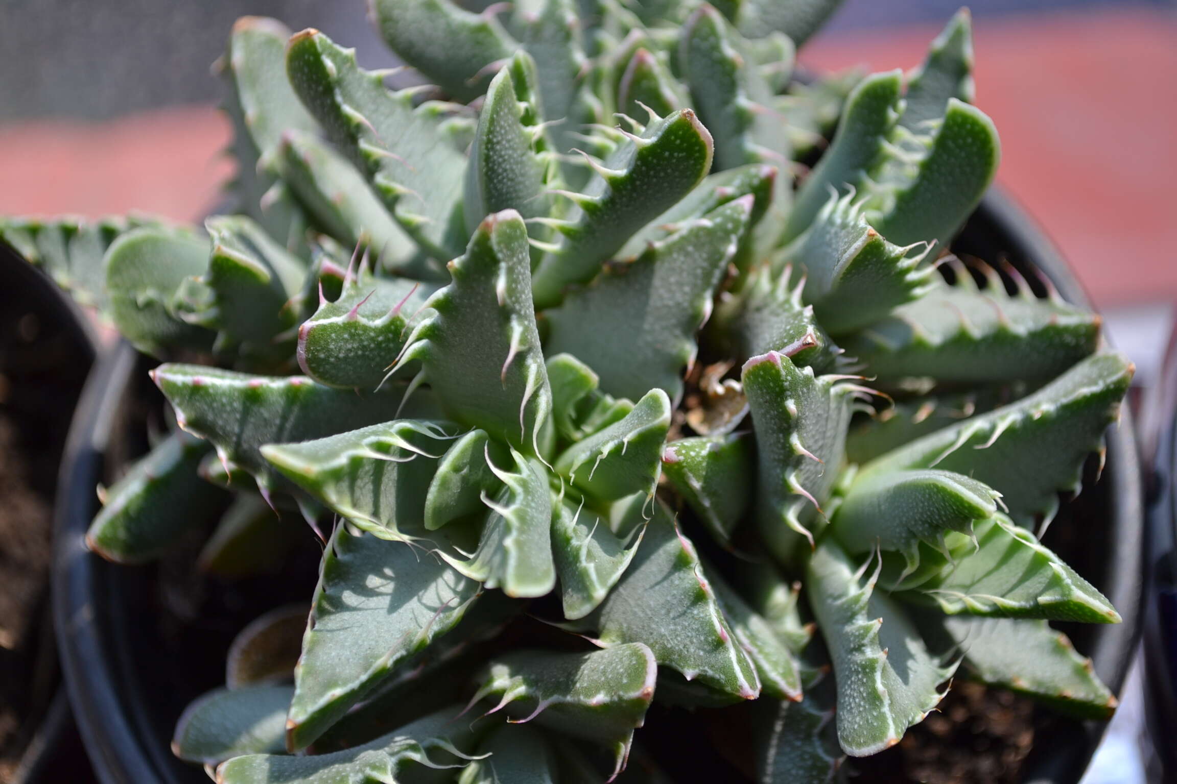 Image of Faucaria