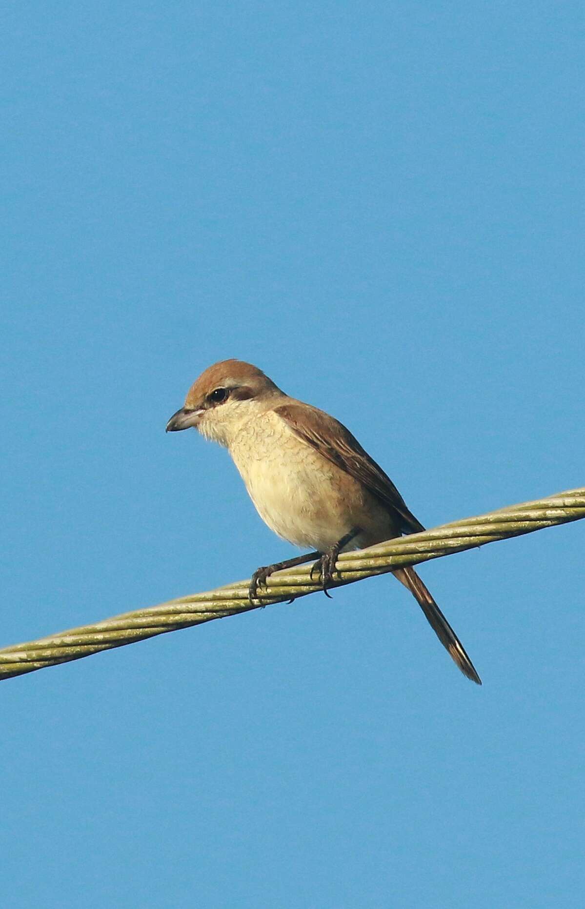 Image of Brown Shrike