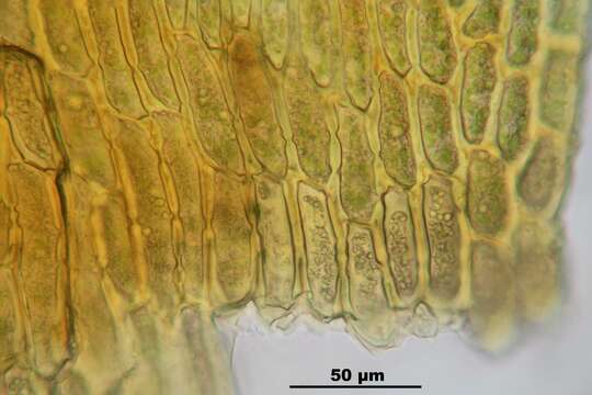 Image of Ciliate Hedwigia Moss