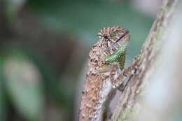 Image of LyreShead Lizard