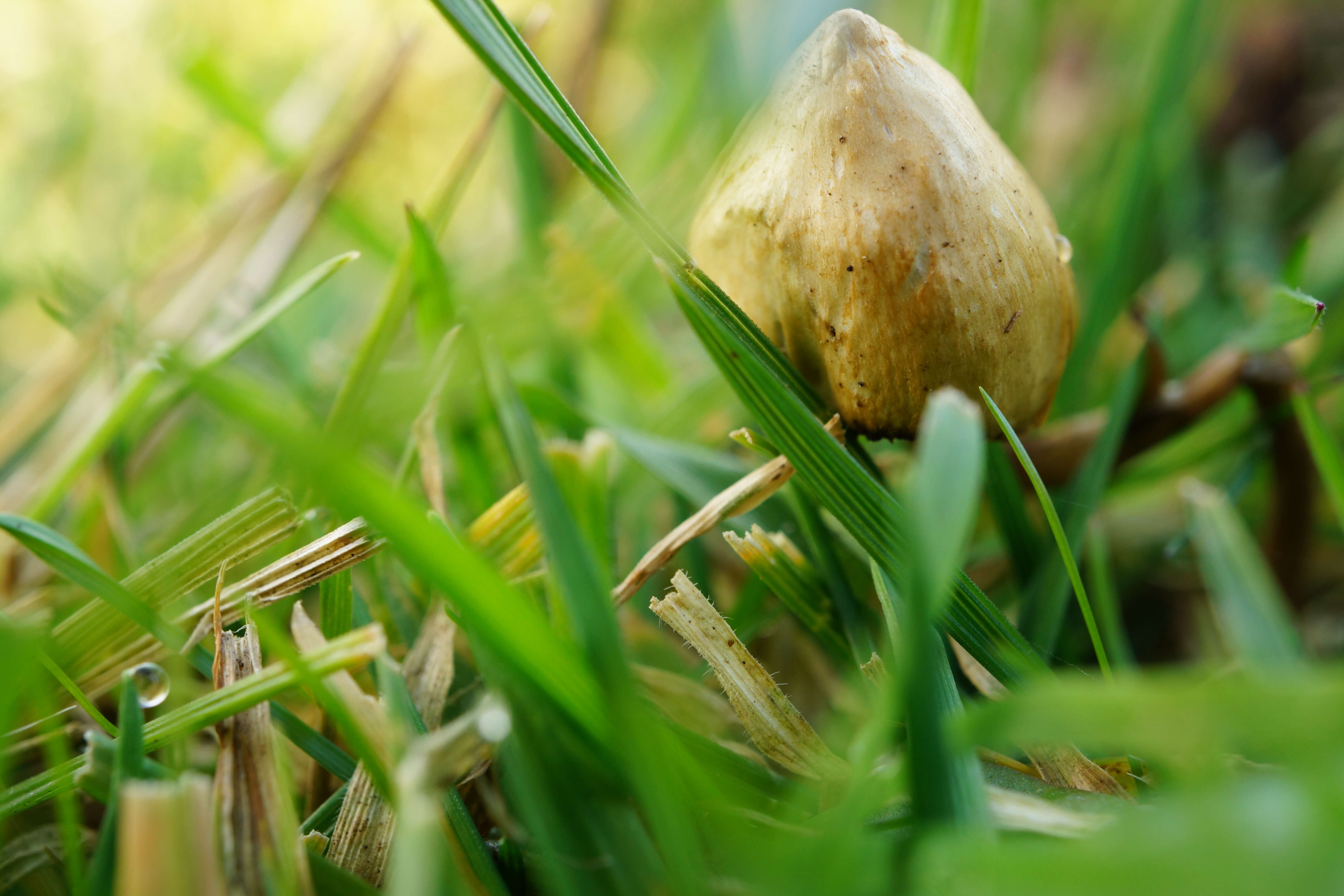 Plancia ëd Psilocybe semilanceata (Fr.) P. Kumm. 1871