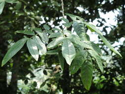 Image of Fraxinus malacophylla Hemsl.