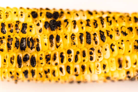 Image of corn