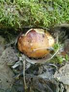 Image of Stinking Russula