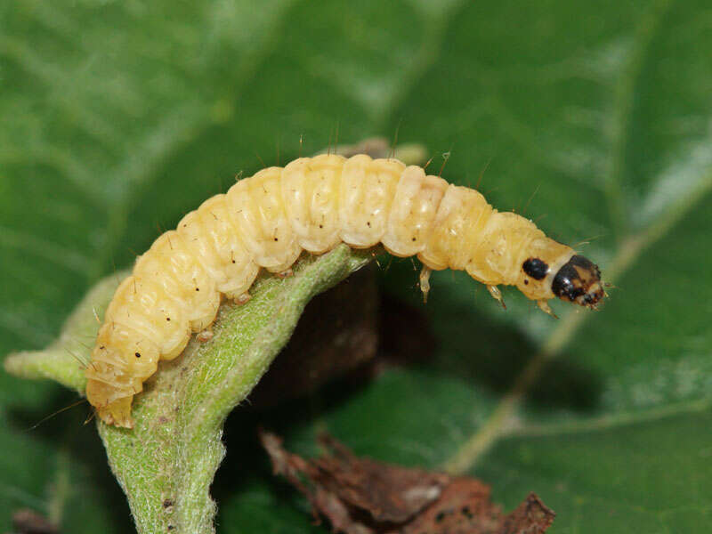 Слика од Anania hortulata