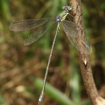 Image of Lestes temporalis Selys 1883