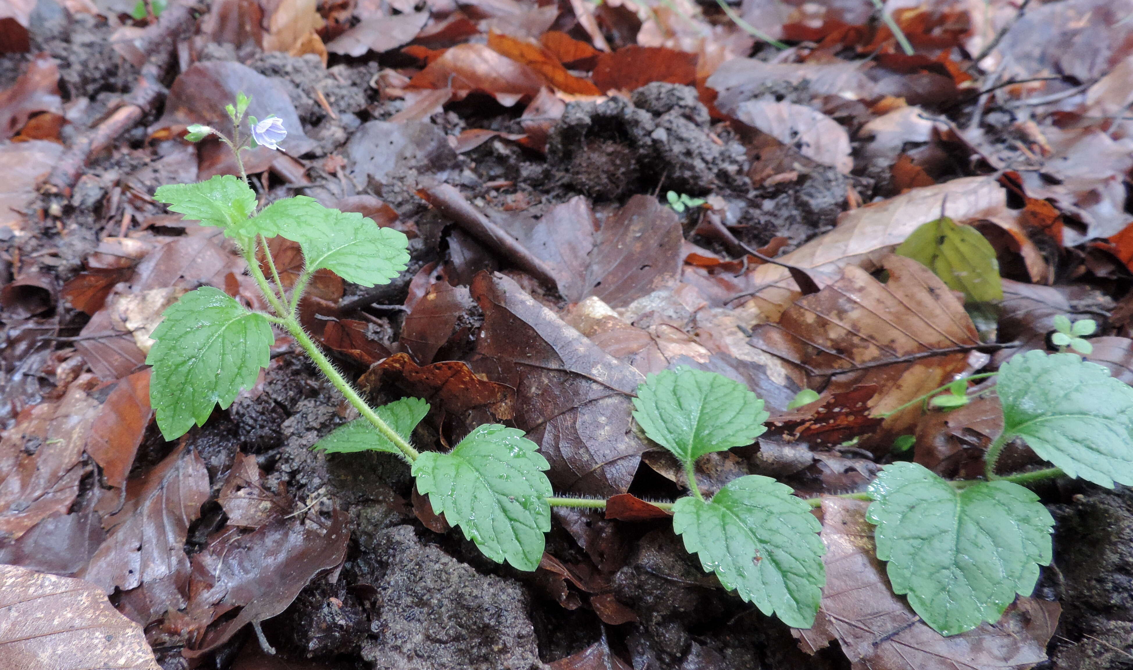 Image of Wood speedwell