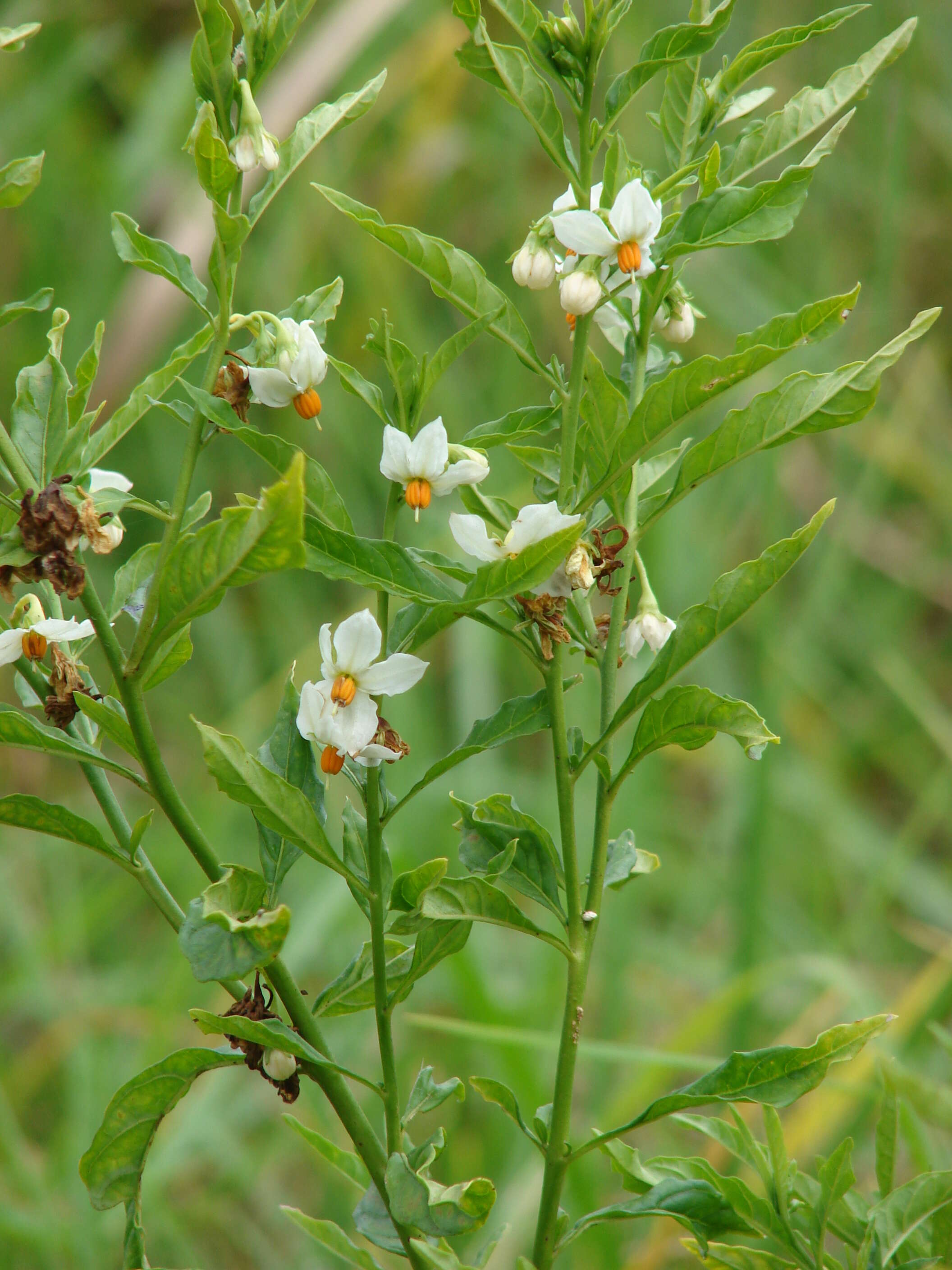 Image of Jerusalem Cherry