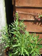 Image of Lobelia polyphylla Hook. & Arn.