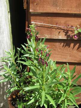 Image de Lobelia polyphylla Hook. & Arn.