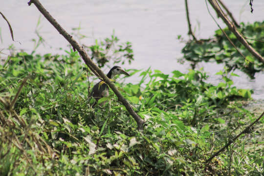 Image of White-breasted Waterhen