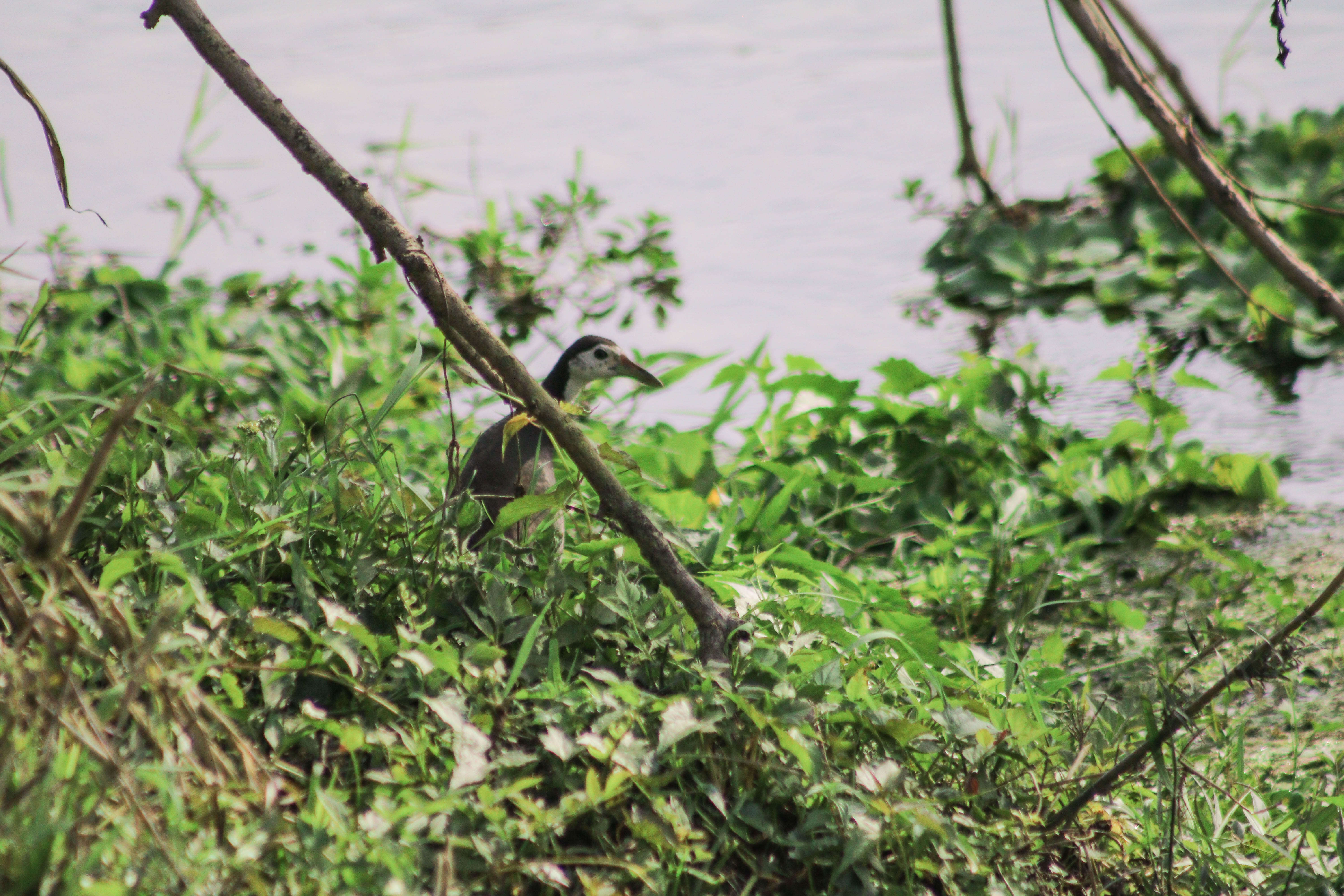 Image of White-breasted Waterhen