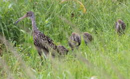 Image of limpkins