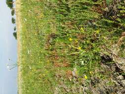 Image of hairy buttercup