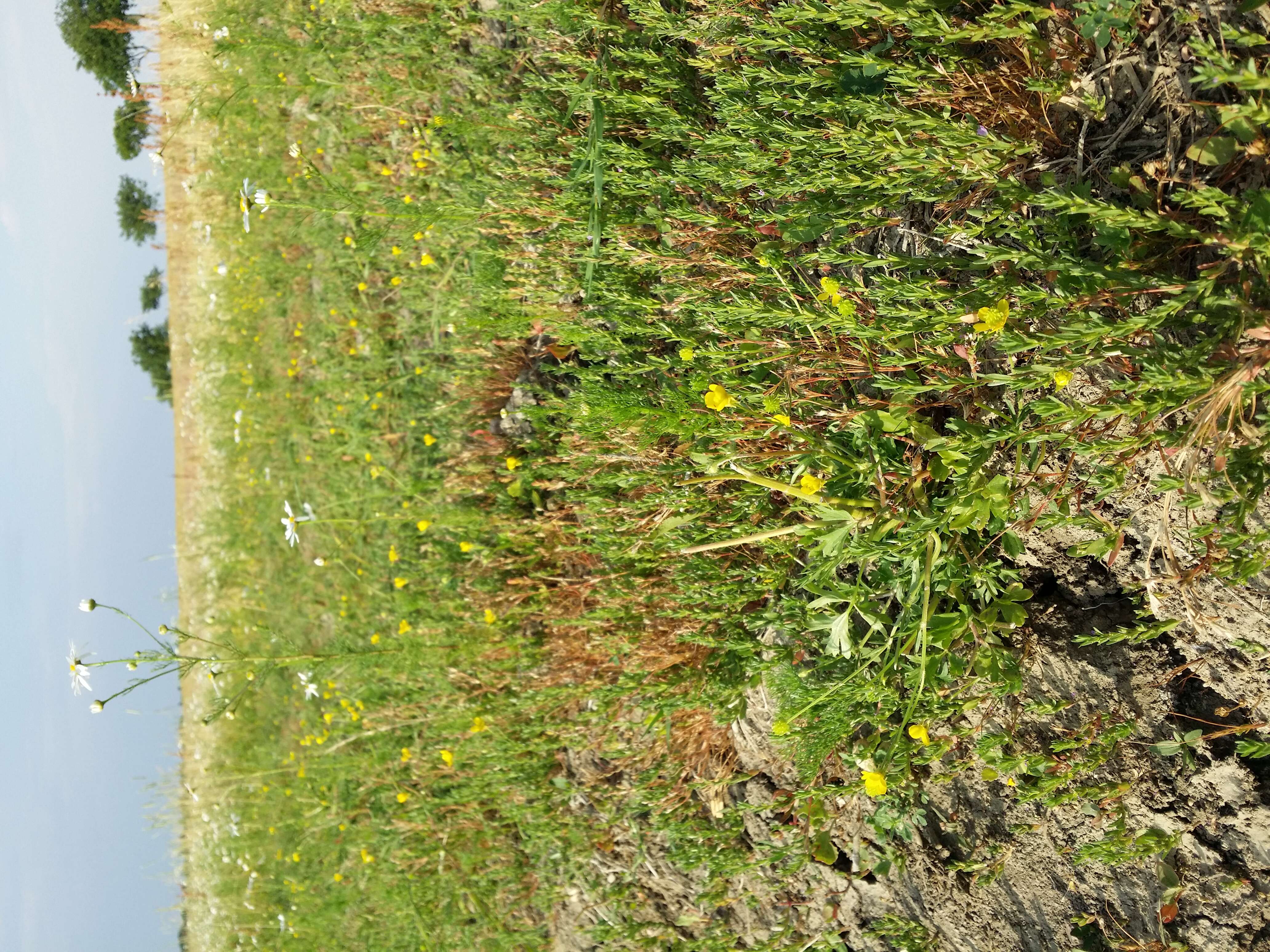 Image of hairy buttercup