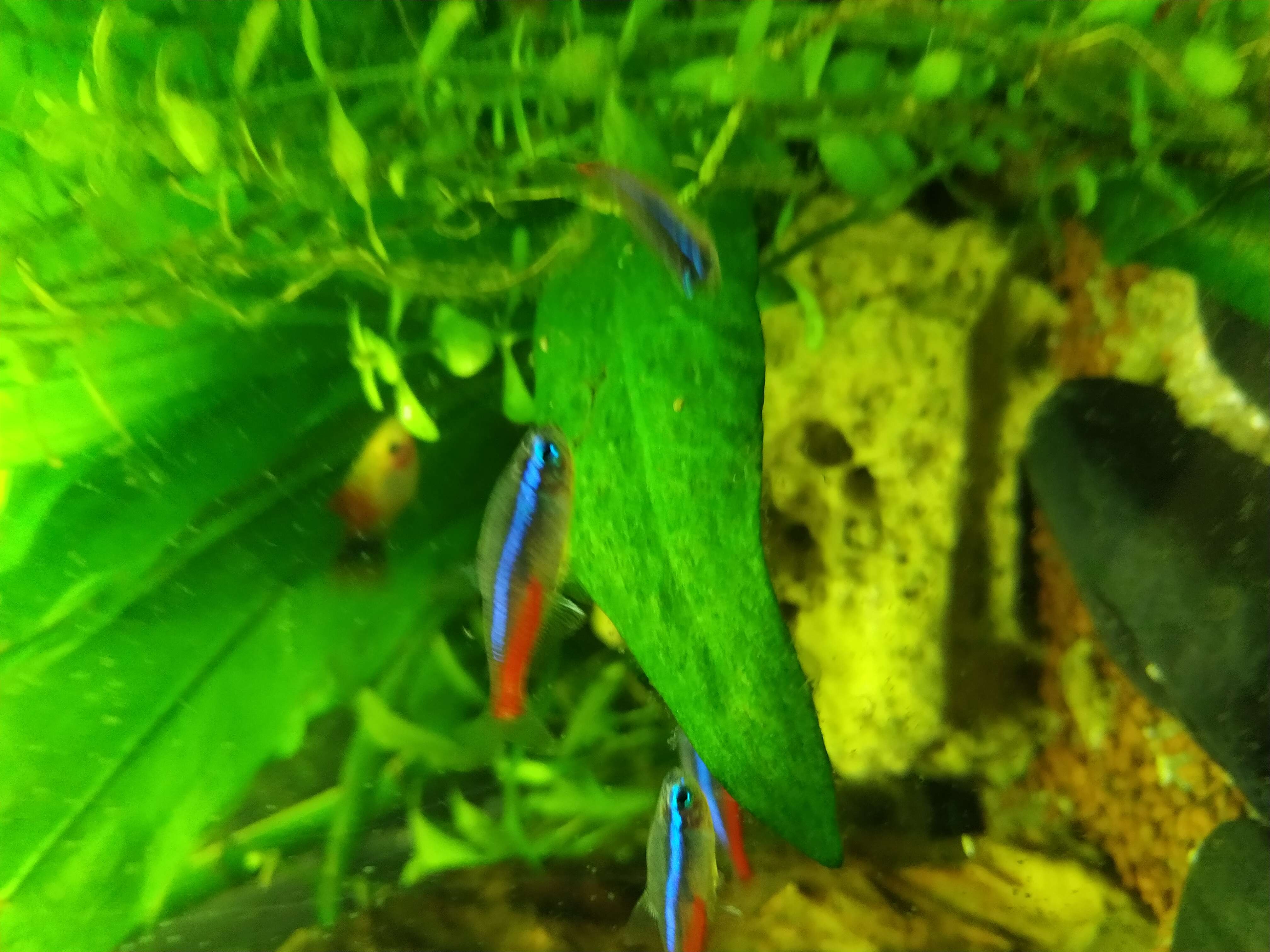 Image of Neon tetra