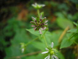 Image of Heliosperma pusillum (Waldst. & Kit.) Rchb.