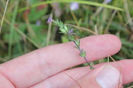 Слика од Euphrasia stricta D. Wolff ex J. F. Lehm.