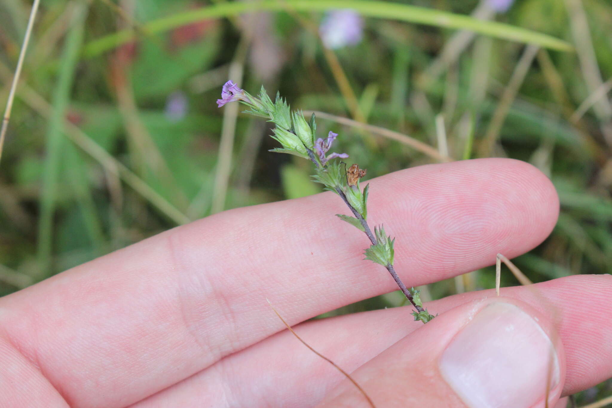 Imagem de Euphrasia stricta D. Wolff ex J. F. Lehm.