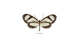 Image of Ithomia amarilla Haensch 1903